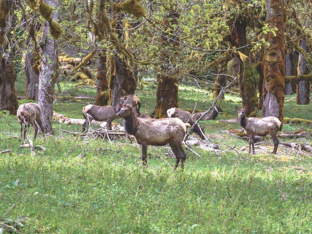 A heard of elk stand grazing in tall grass amongst the moss covered trees of the temperate rainforest of Olympic National Park. The elk closest to the photographer looks at him with side eye while another elk further away also keeps a watchful eye. The other half dozen are in various states of grazing.