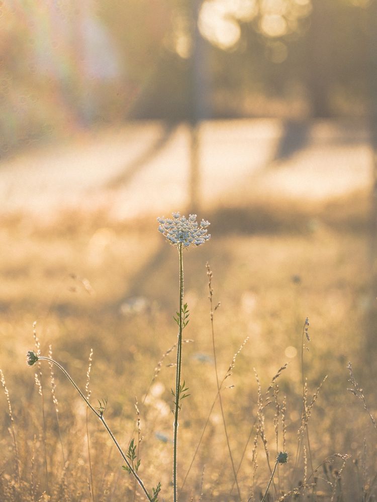 Queen Anne's Lace stands up in a slightly out of focus golden field of grass bathed in morning sunlight.