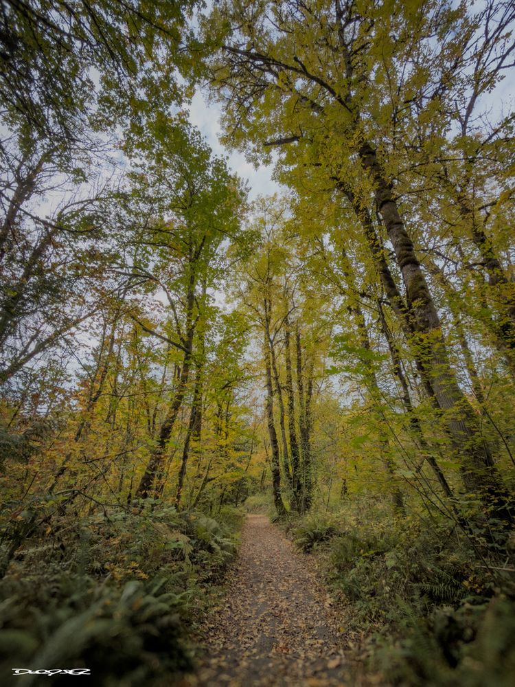 A narrow, leaf-covered path winds through a lush forest with tall trees and a canopy of green and yellow foliage.