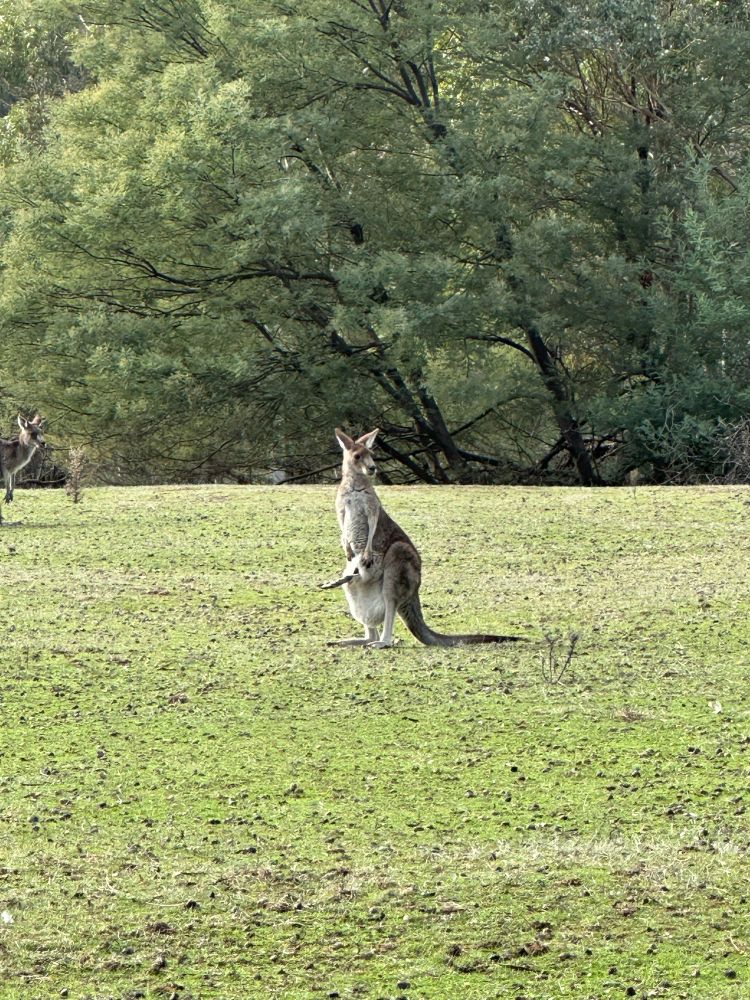 Kangaroo and her child in pouch, one arm parallel with the ground