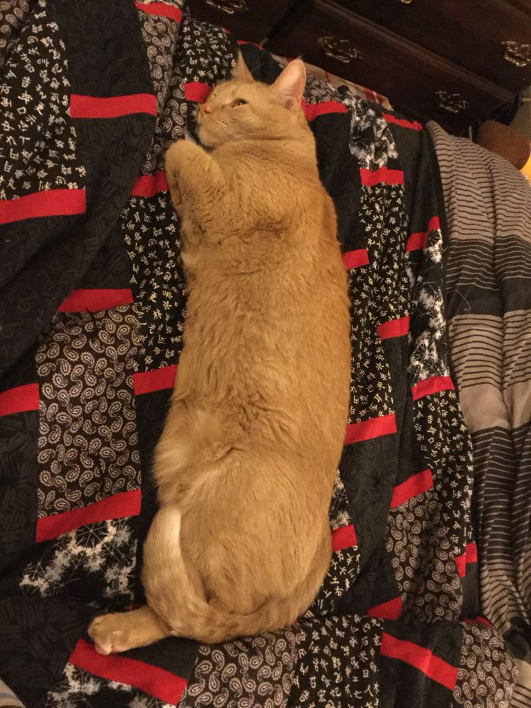 An overhead view of an orange cat with faint stripes laying on its side on a quilt. The cat's tail is curled up against its body, making cat's shape practically rectangular.