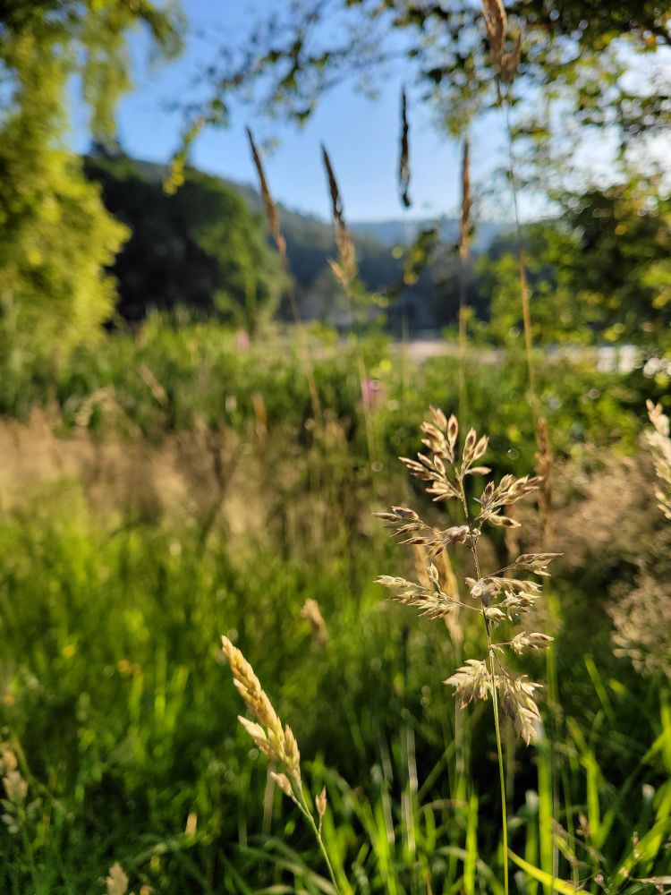 Thick layers of grasses and plants rising up on the bank of the loch in the foreground. Their colours are shades of green, golden brown, and a touch of purple. The hills and a pale blue sky are blurred in the background. 