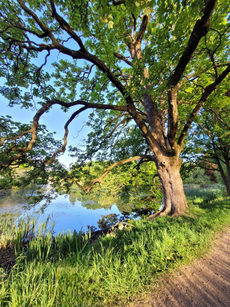 A tall tree leans towards Airthrey Loch. The blue sky is reflected in the calm surface of the water. Grass shadows stream across a dirt path next to the loch in the morning sun. 