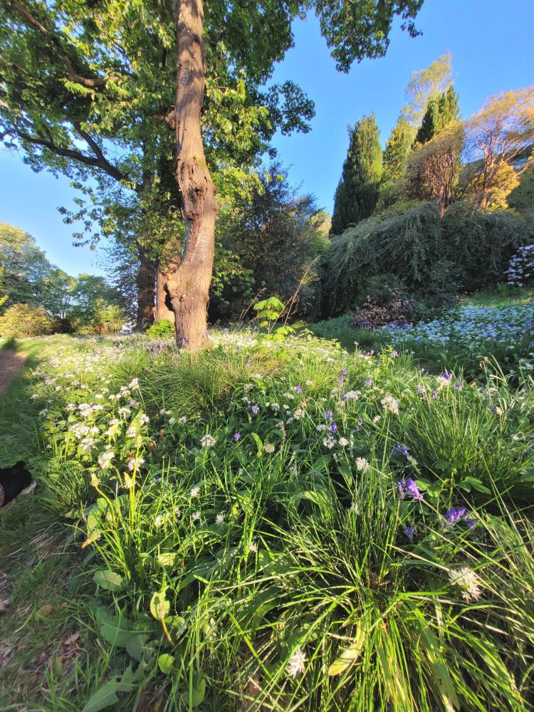 The morning sunshine streaming across the forest floor. Bluebells and wild garlic blooms in tall greenery. A small senior pup sniffs off to the left.
