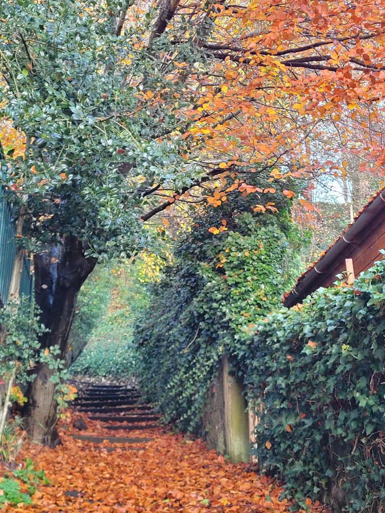 A pathway of stone steps is covered in orange and gold fallen leaves with a tree to the left providing a canopy above. Dark green ivy covers a stone wall and fencing to the right. A picturesque Autumnal scene in the village.