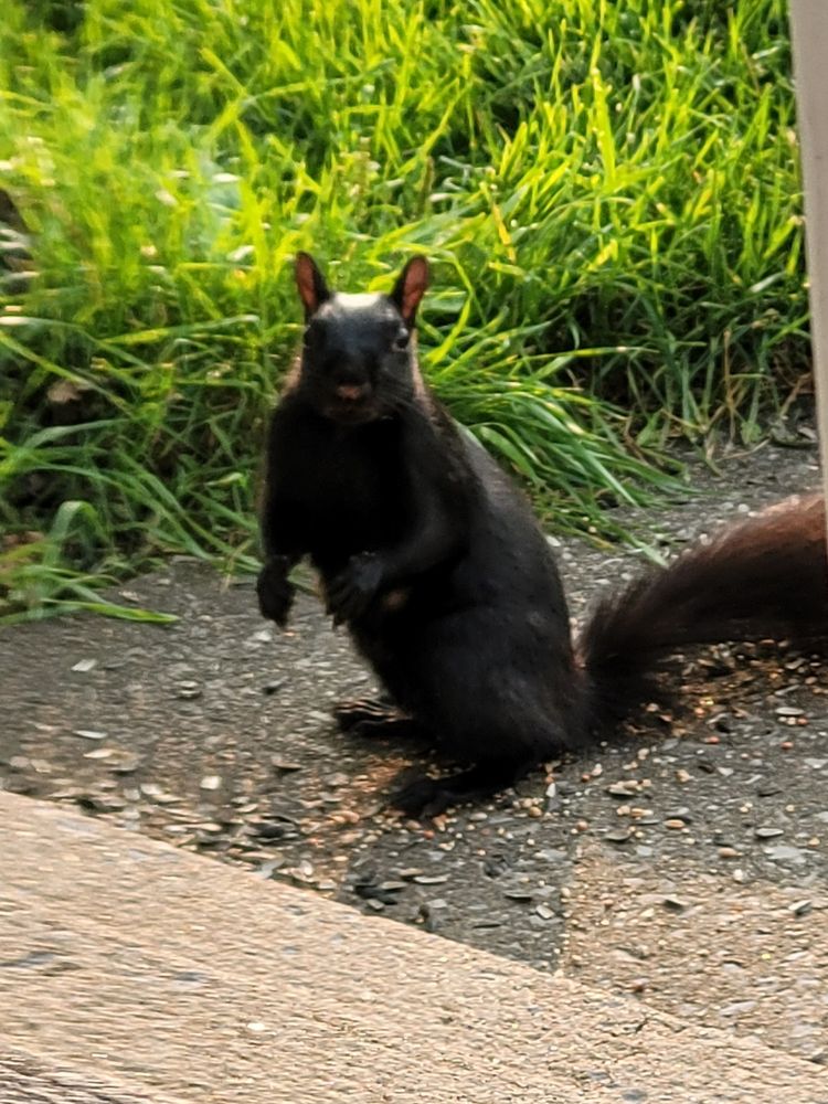 A black looking right at me