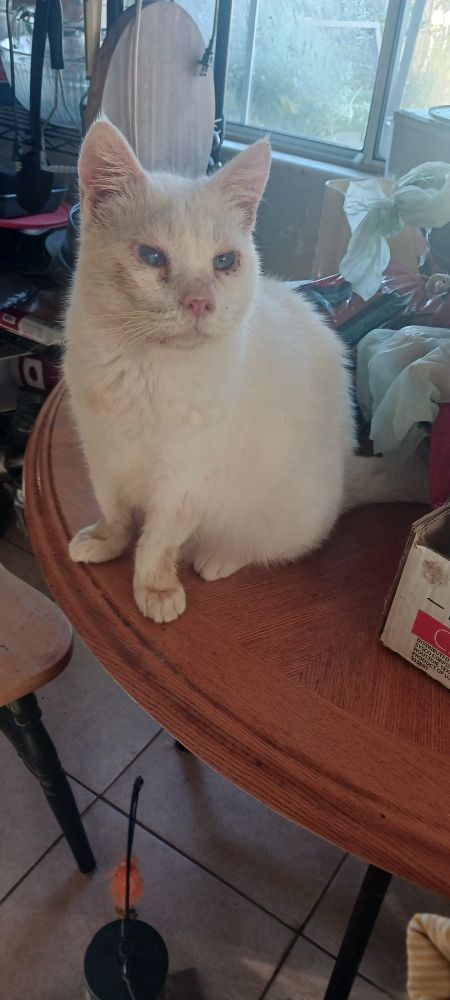 Chonky White cat on a table begging for snacks..or attention