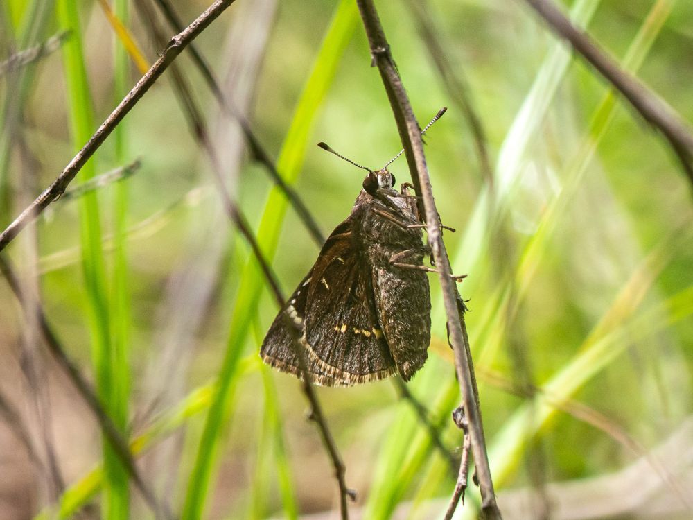 A Cofaqui giant skipper, a somewhat rare butterfly that I spotted amongst the tall grasses in the early morning. I had no idea what it was, and it took weeks for me to get a positive ID.