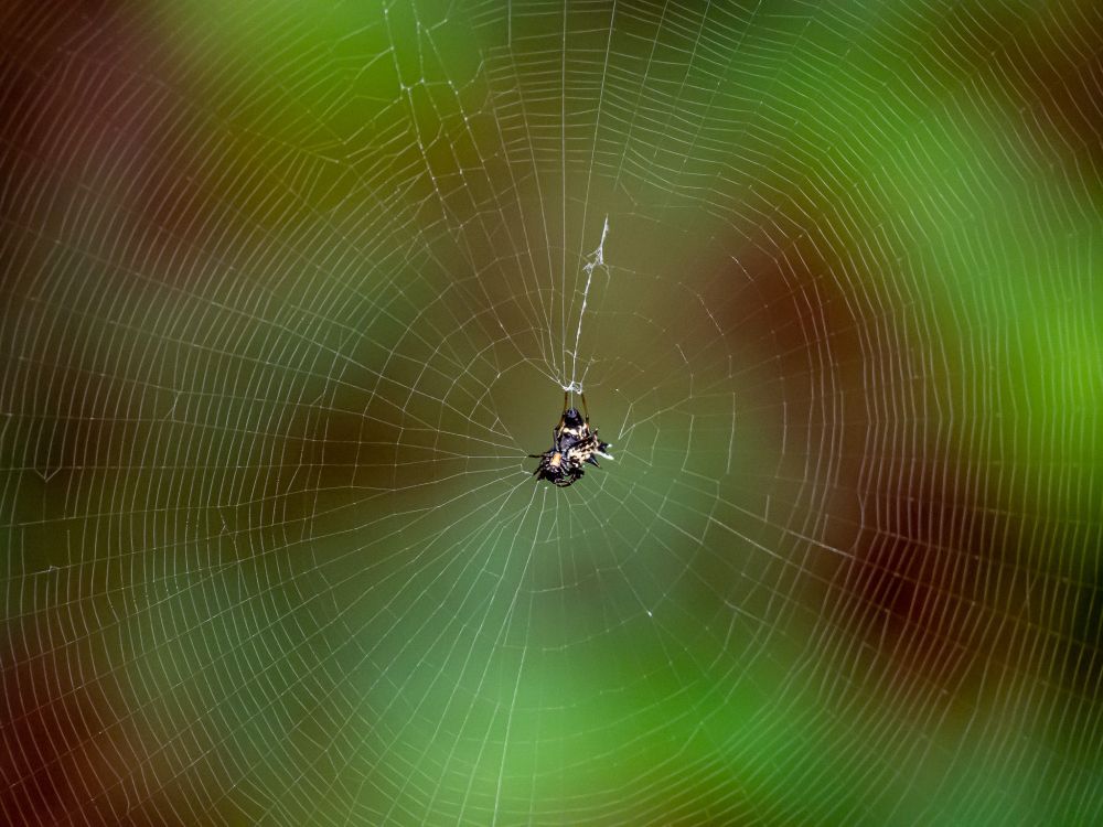 A dorsal view of a spined micrathena sitting in the very center of its elaborate web against a green background.