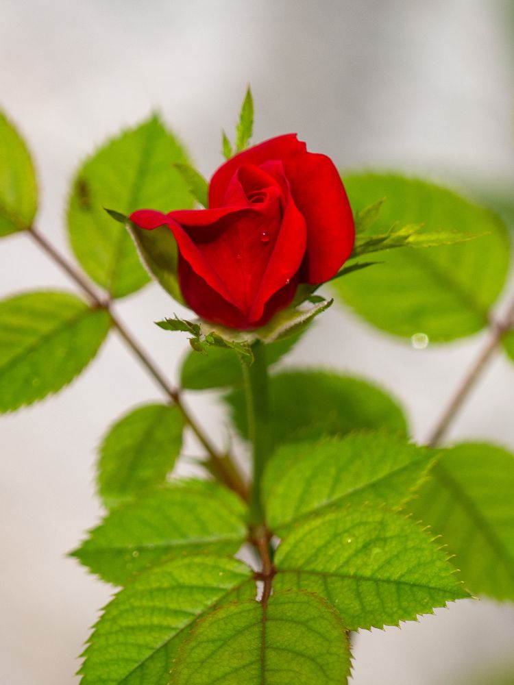 A red rose in my garden, a couple droplets on the petals closest to the camera.