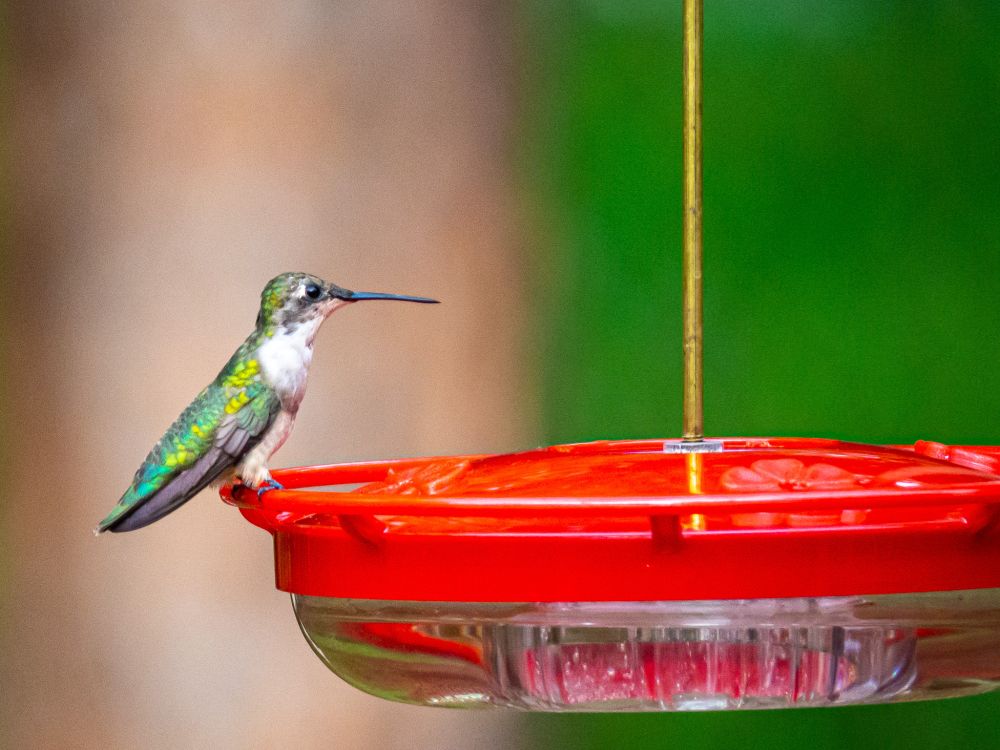 A female or juvenile ruby-throated hummingbird perched at a feeder in my backyard. The green and turquoise scaled feathers on the wings and back are stunning.