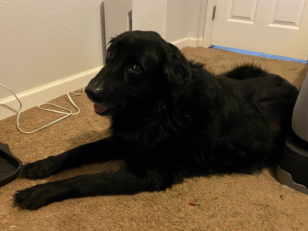 A black dog lying on the floor. 