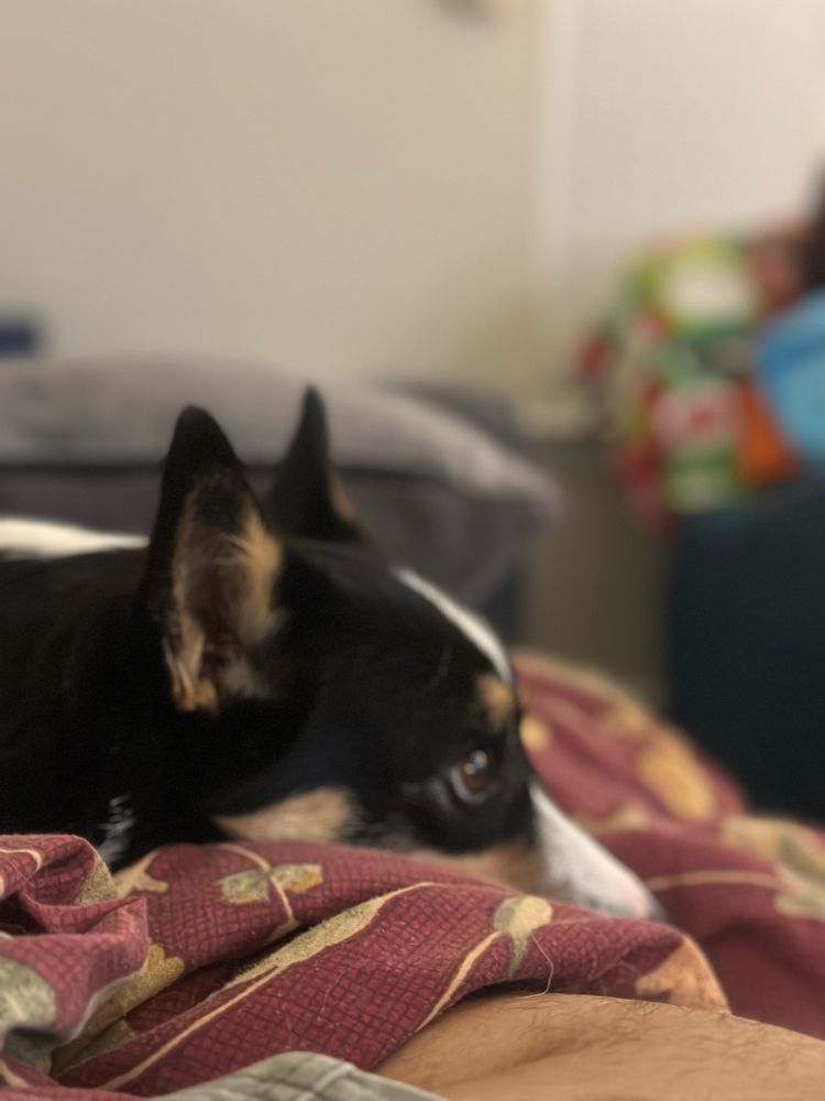 A tricolor corgi pictured here with its head laying down on a comforter. 