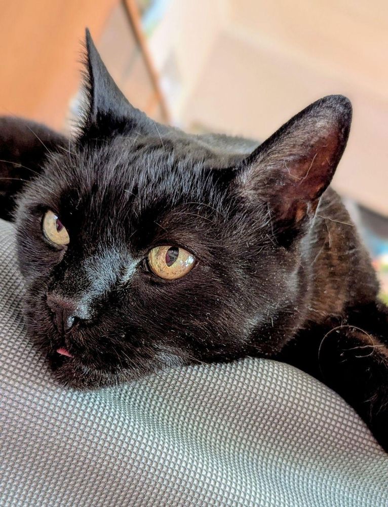 closeup of black shorthair cat looking nonchalant with a teeny bit of her tongue sticking out