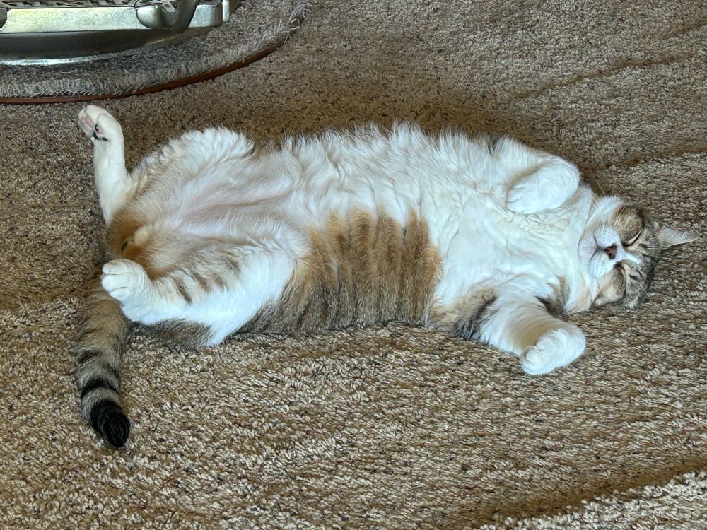 An enormous cat, Gus, is sprawled out on the floor