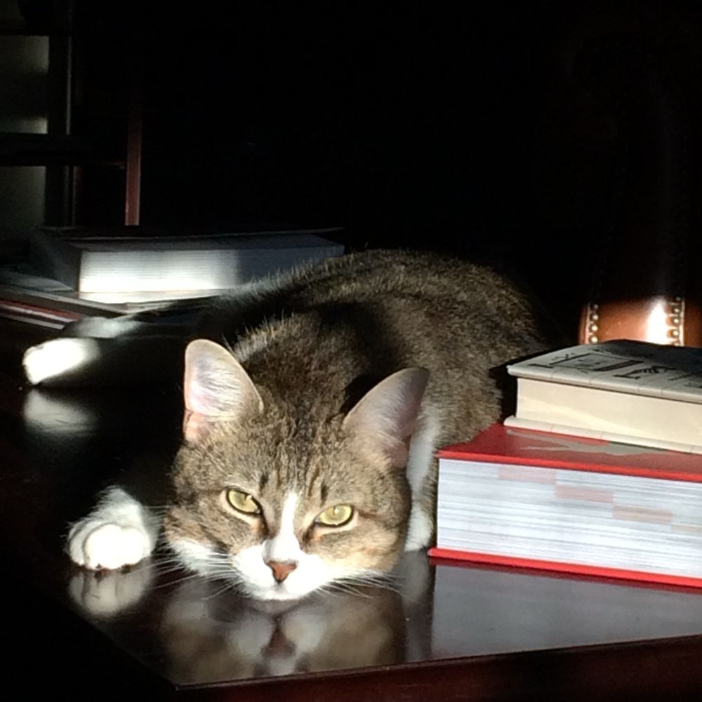 An enormous cat, Gus, is looking very pensive