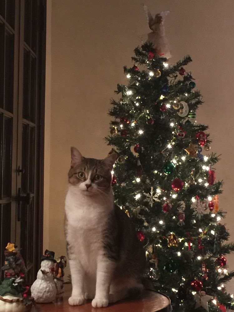 Chomsky cat Gus in front of a Christmas tree
