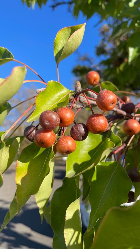 A cluster of small orange-brown fruits. 