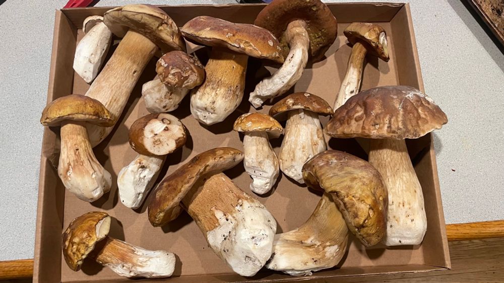 A bunch of king boletes (boletus edulis var grandedulis)
