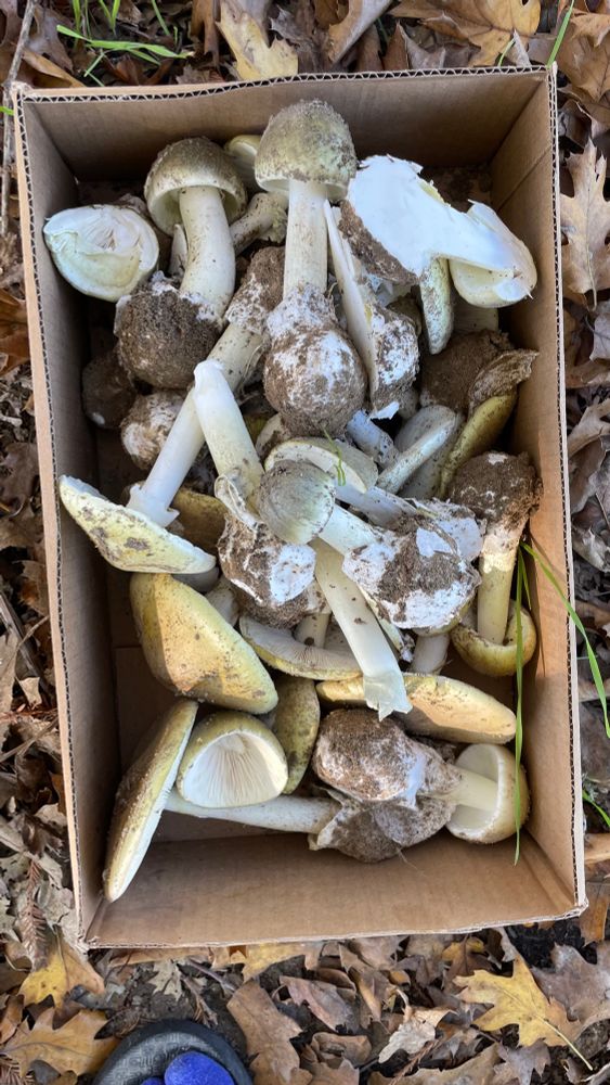 A box with probably forty or so death cap mushrooms in various sizes 
