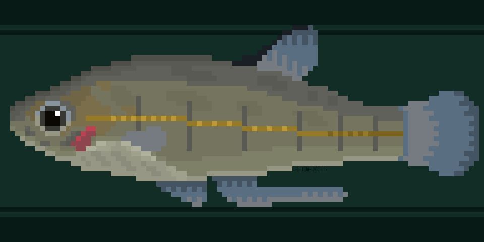 A pixel art image of a fish. It's grey with a dark yellow line on its side.