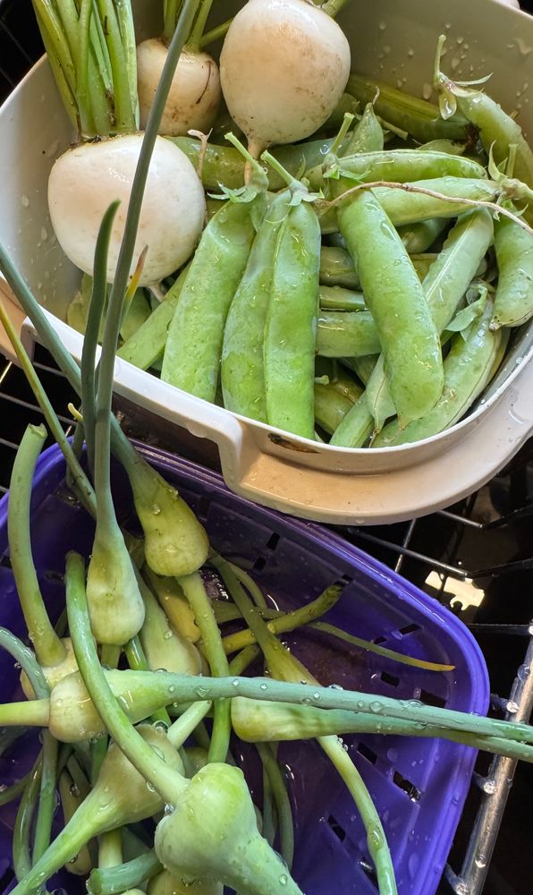 Garden haul of peas, turnips, and garlic scapes in colanders. 