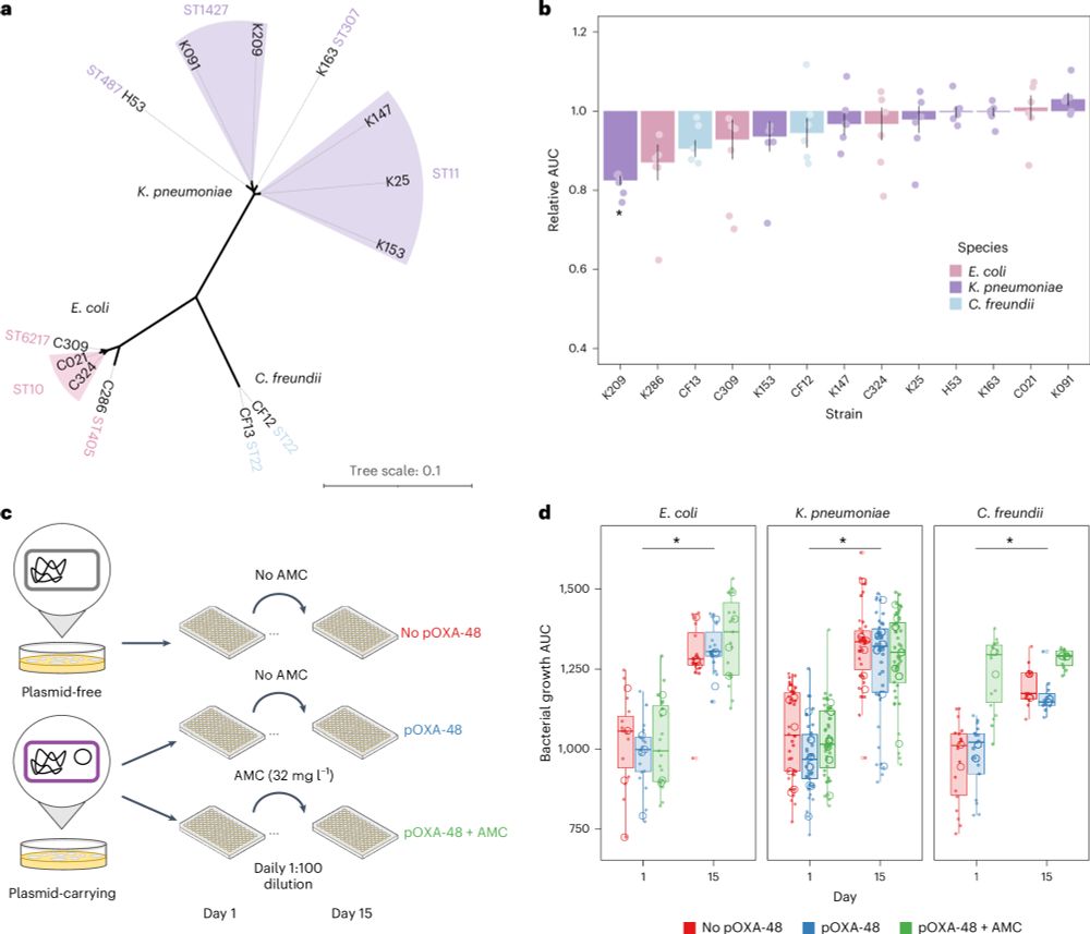 Plasmid-encoded insertion sequences promote rapid adaptation in clinical enterobacteria