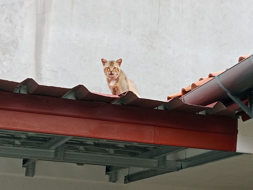An orange cat sits on the edge of the roof, staring at the camera. 
