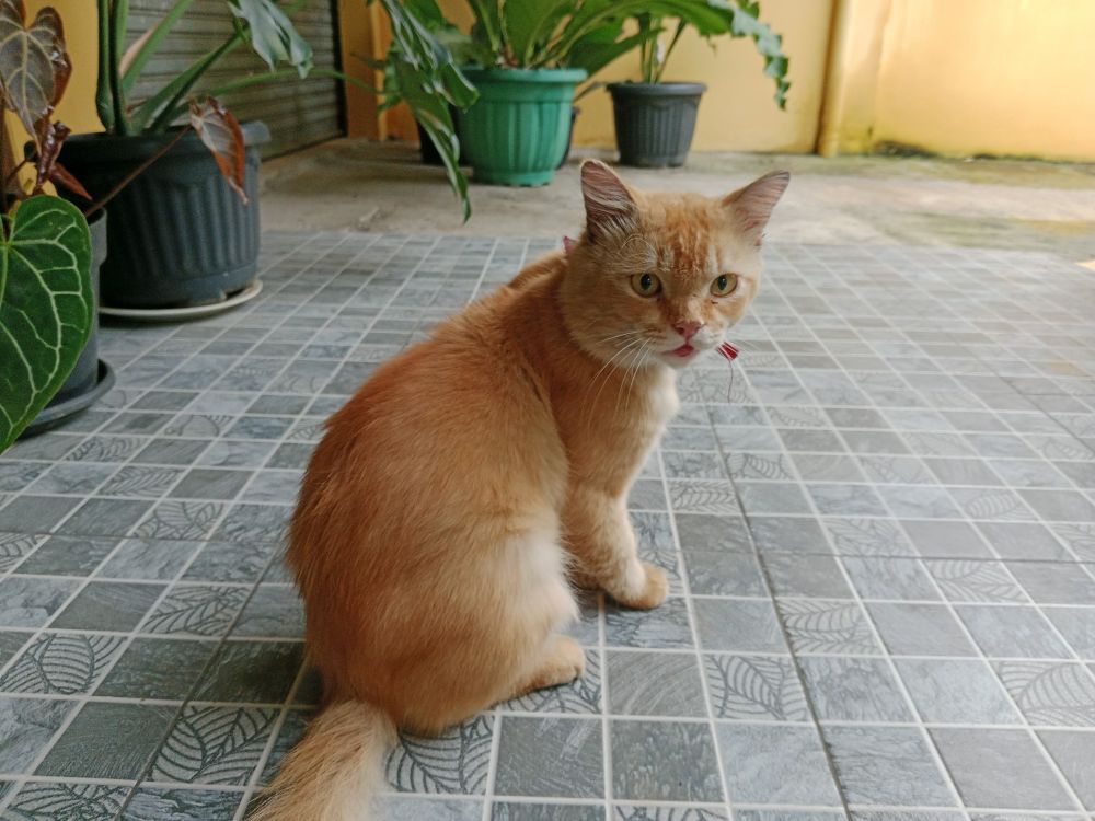 An orange cat sits on gray tiles (actually they're blue, the camera makes them look gray) and looks at the camera. On the left and the background are potted plants. 