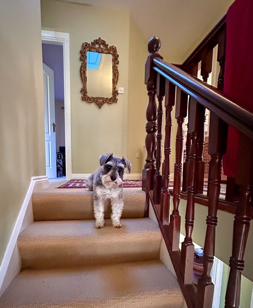 A miniature Schnauzer sitting at the top of a flight of stairs, with its front legs resting on the step below it.