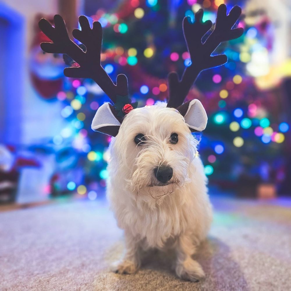 My cute westie dog Rwdlan in front of our Christmas tree wearing antlers!! .
