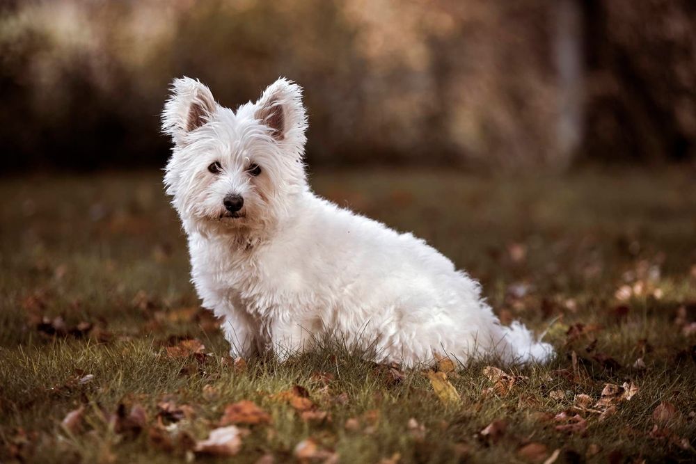 Rwdlan y West Highland yn eistedd yn ddel ar lawnt efo dail yr hydref o'i chwmpas.
Rwdlan the white West Highland sitting on a lawn with autumn leaves around her