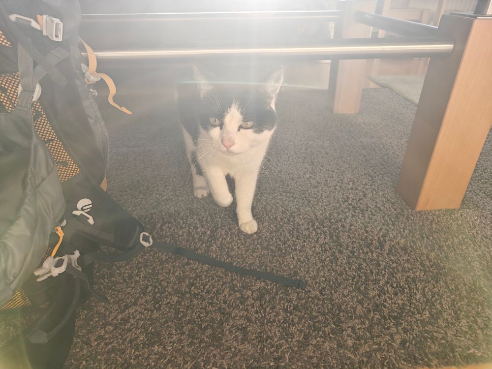 Schwarz-weißer Kater versteckt sich ängstlich unter einem Tisch.