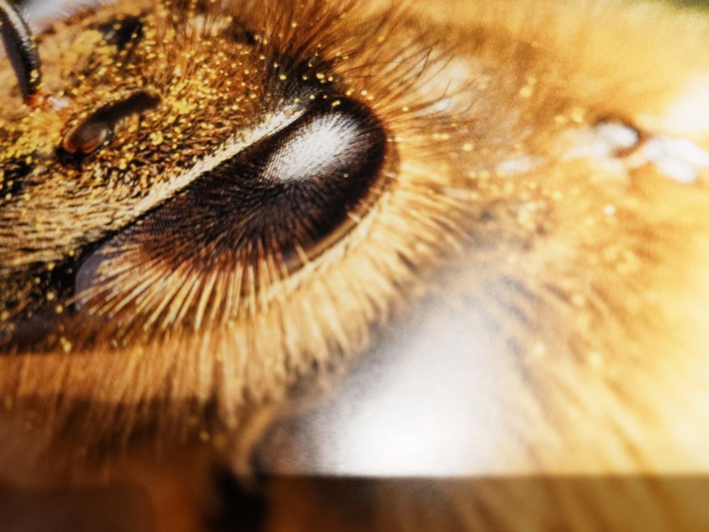 Nahaufnahme eines Facettenauges einer Biene