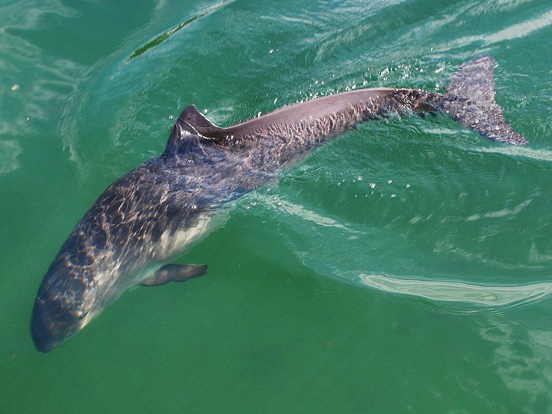 A porpoise (phocoena phocoena) swimming in water.