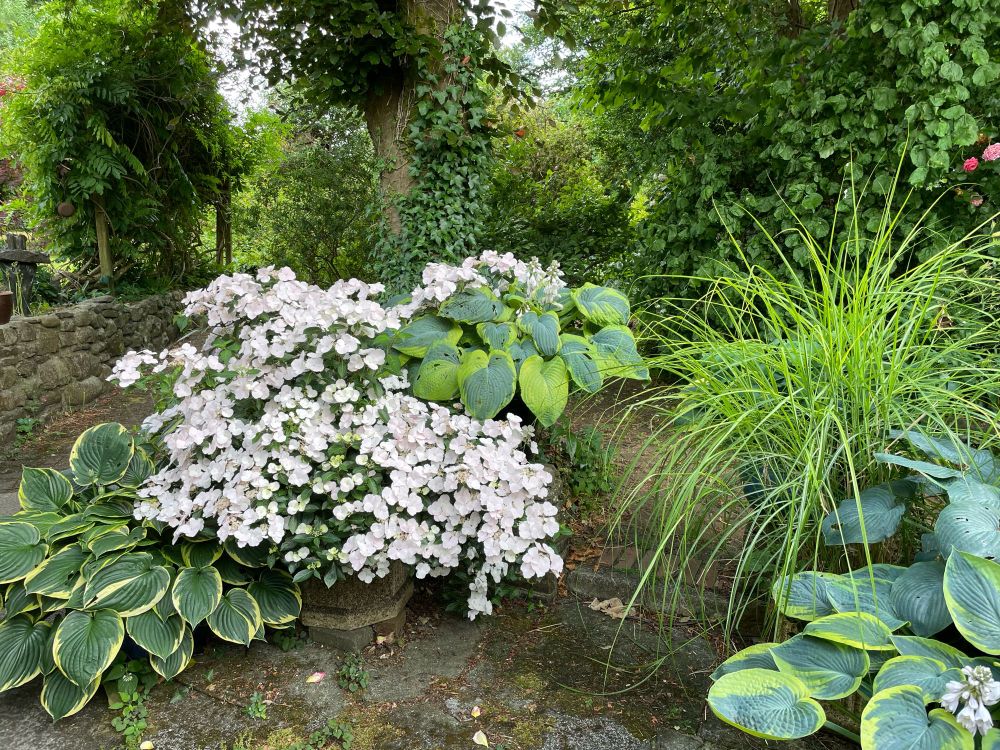 Pots of hostas, grass and hydrangea sit in the shade 
