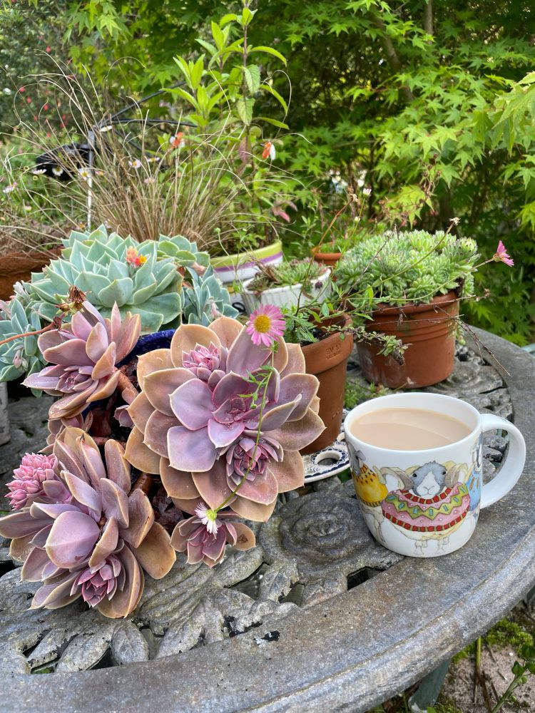 An old garden table holds a selection of succulents and a nice cup of tea 