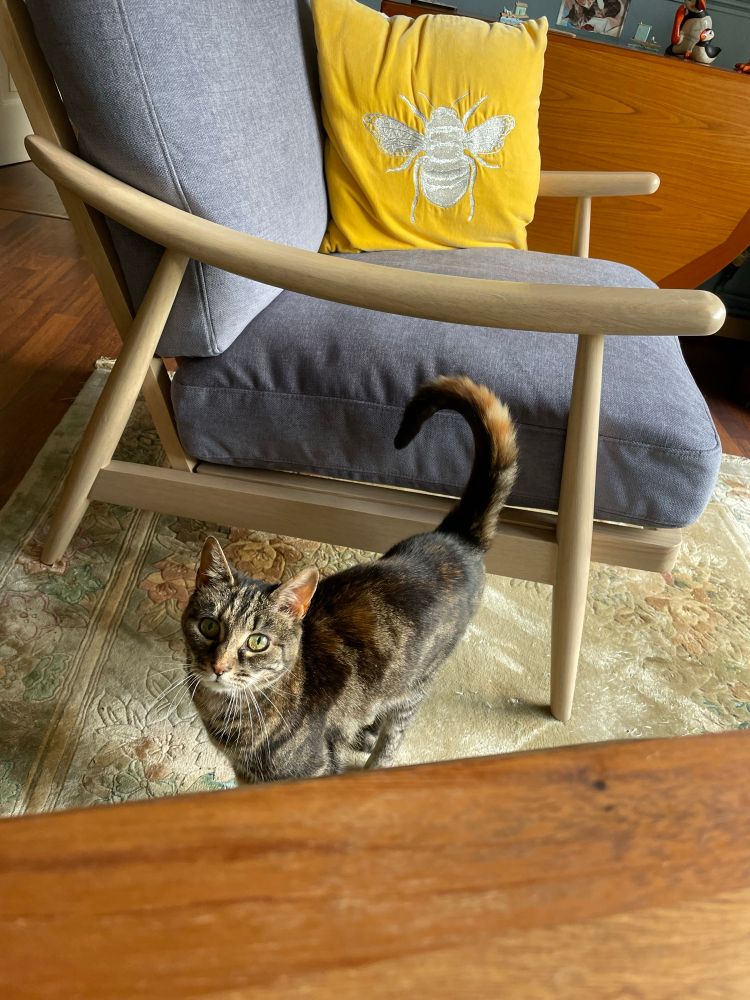 Tabby cat looks at camera armchair with a yellow cushion in background 