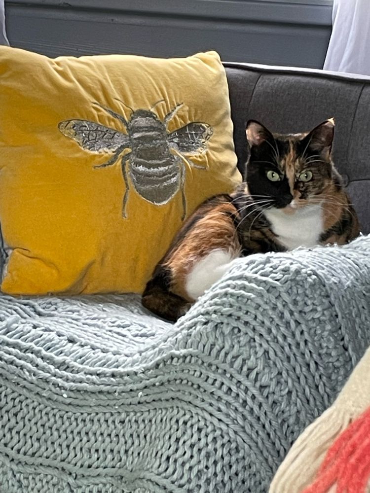 Tortoiseshell and white cat sitting on a blue knitted blanket with a gold cushion embroidered with a bee behind her 