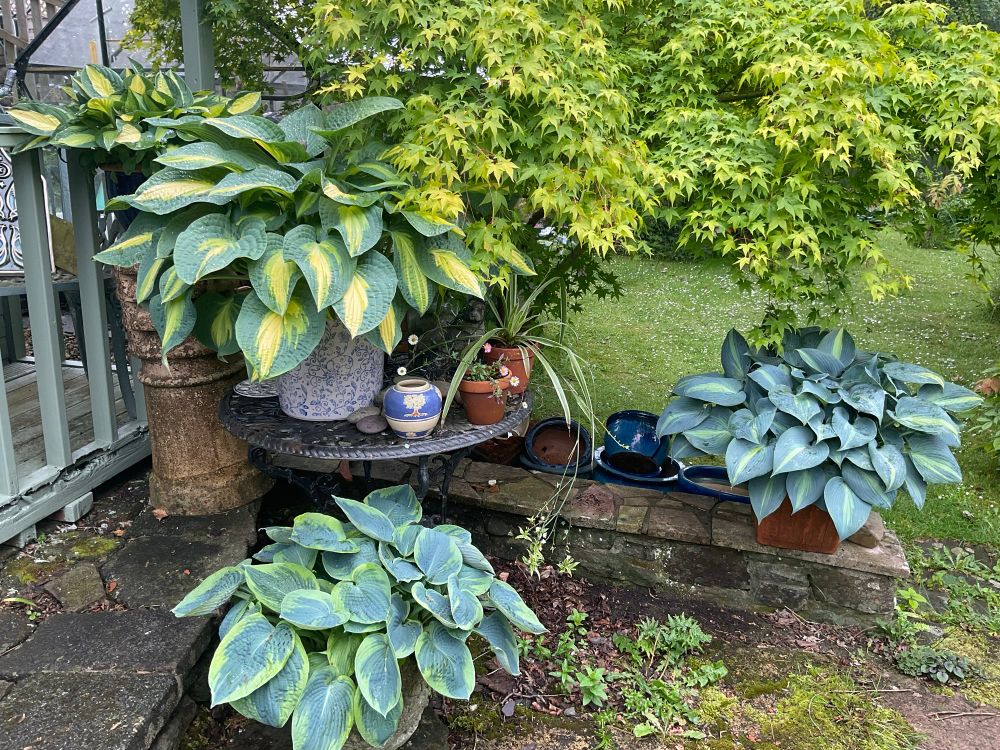 Pots of hostas sit on and around a metal garden table, it’s a dull damp day. 