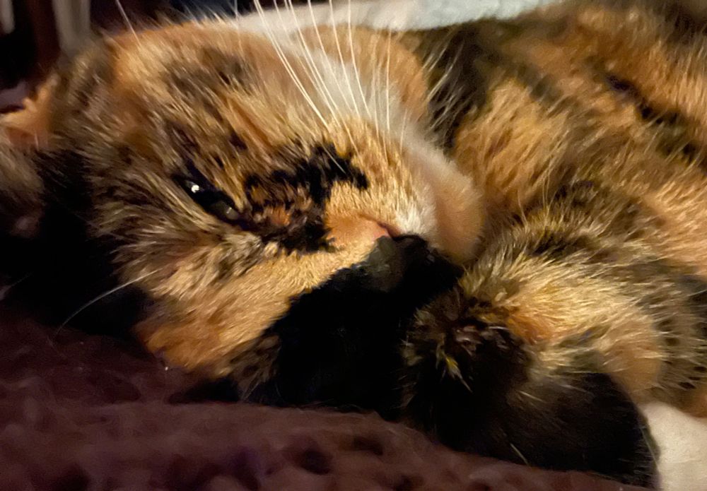 Tortoiseshell and white cat curled up and half asleep 
