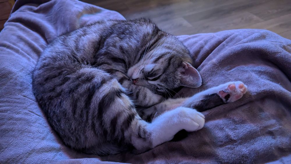 A cat sleeping in an awkward position