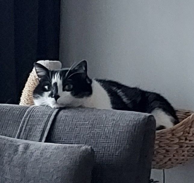 Black and white cat resting his chin on armchair.
