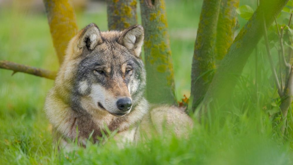 The return of wolves and other predators to Yellowstone has reduced elk browsing, allowing aspen trees to grow back for the first time in decades.