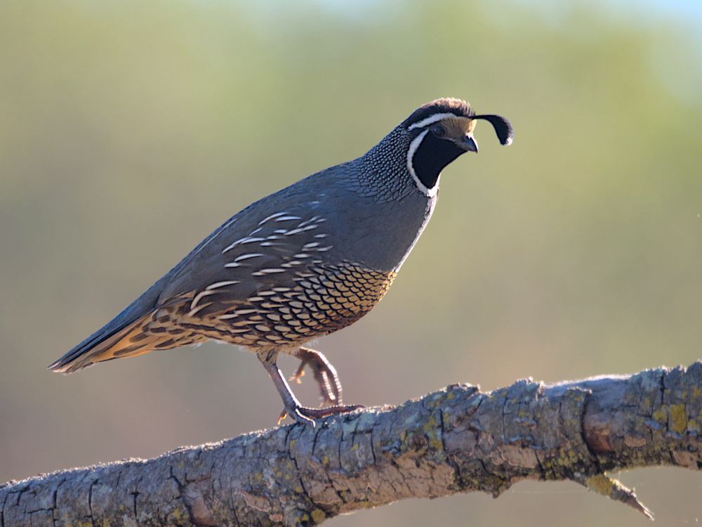 A male California quail runs to the end of a fallen branch.