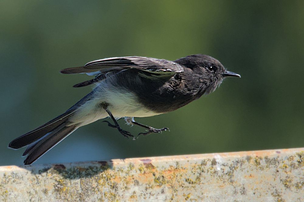 A black phoebe is a black flycatcher with a white belly.