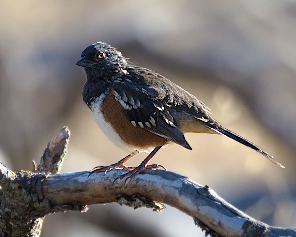The morning sun ignites the orange eye of a spotted towhee.