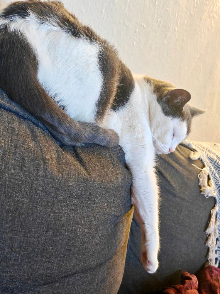 A very cute kitty, asleep atop a sofa.