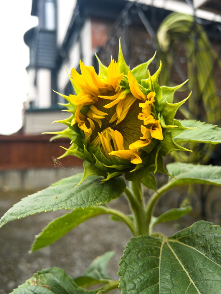 And a few months later, the sunflower now just starting to open up. It’s not the tallest sunflower but it’s still beautiful and makes me smile. 