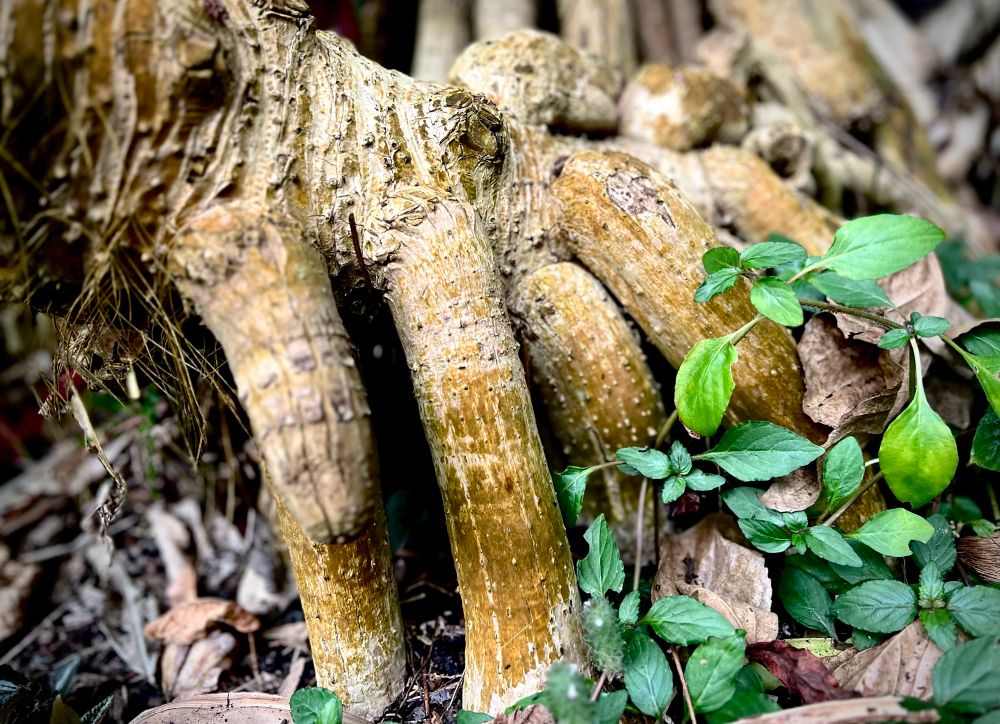 Close up of exposed tree roots that look like the legs of a face hugger from the Alien universe 